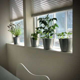Garden in a Pail | Herbs