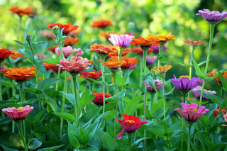 Flower Cutting Garden Box | Mixed Zinnia