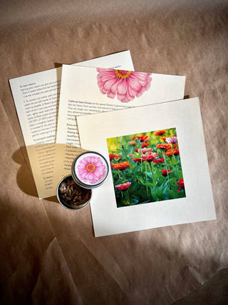 Flower Cutting Garden Box | Mixed Zinnia